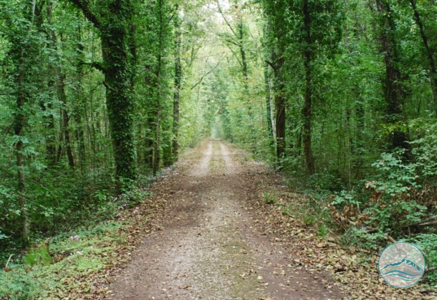 Wenn sich der Wald mit Wasser füllt