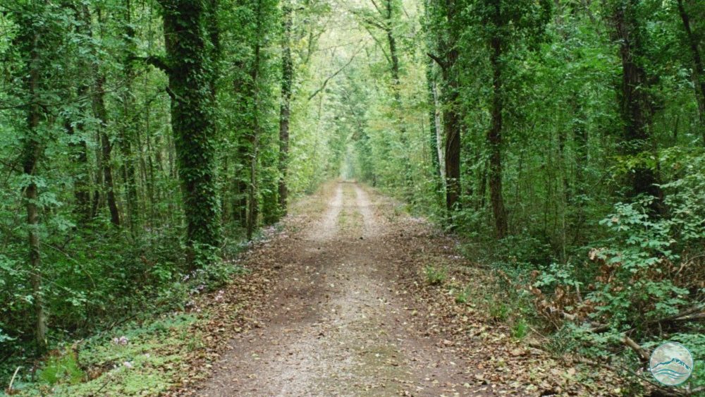 Quand la forêt se remplit d’eau